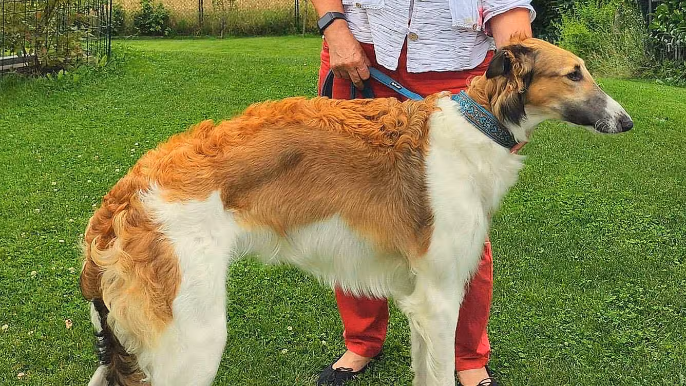 Tschaika’s Bajosh erobert Ludwigshafen: Ein Erfolg beim Doppel-CACIB