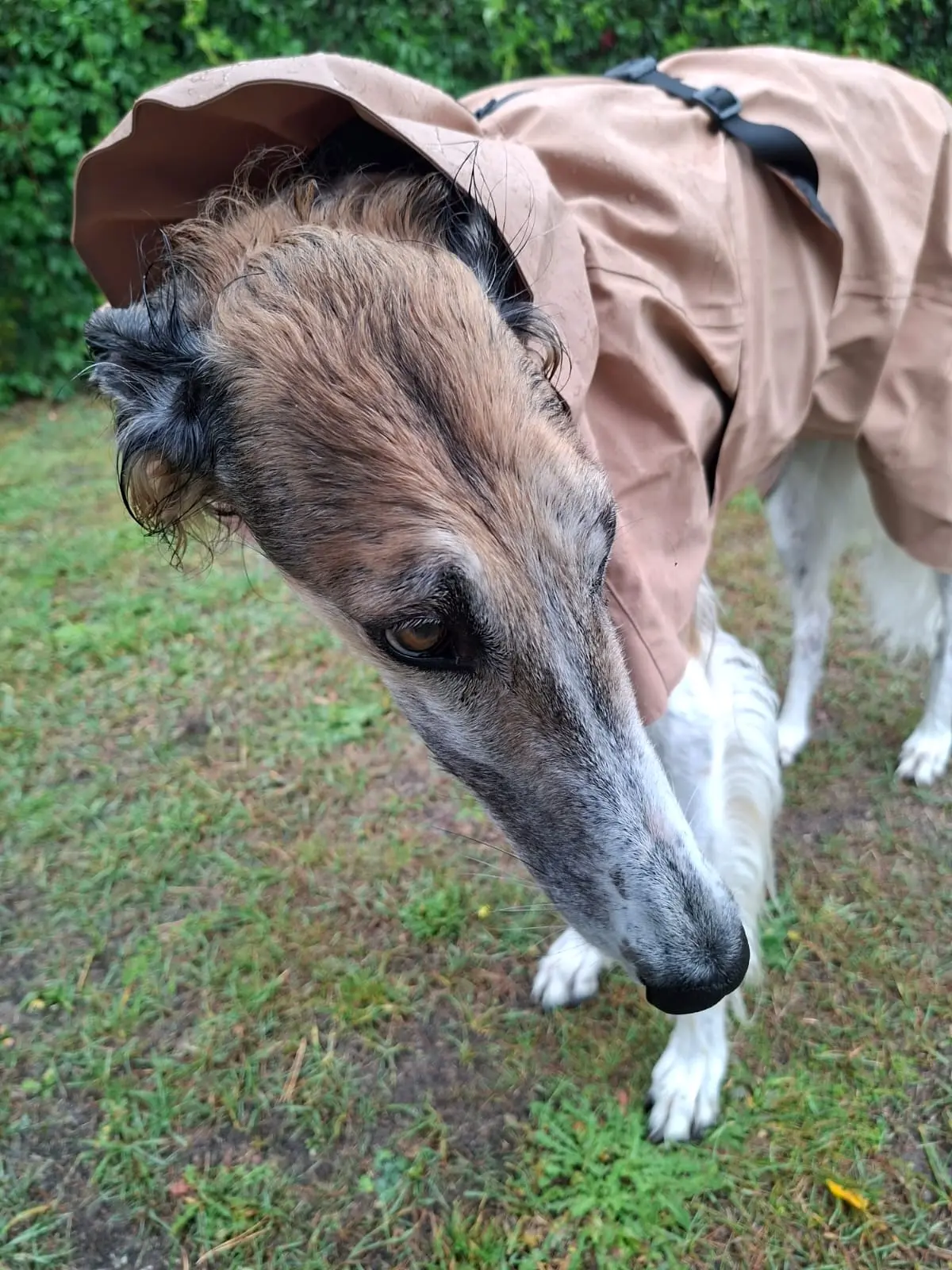 Breaking News: Borzoi im Dauerregen