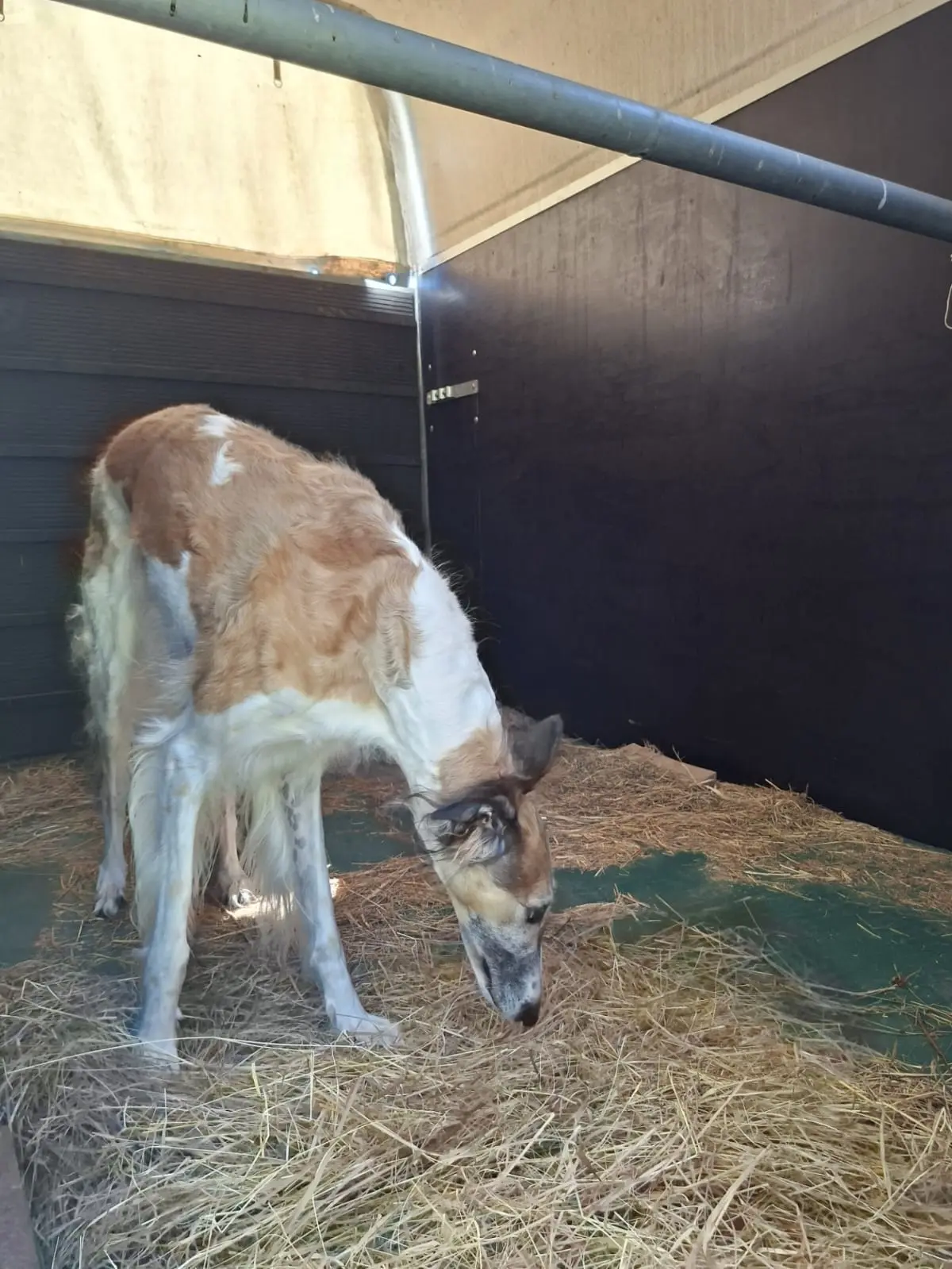 Tosca, die ungekrönte Königin des Pferdeanhängers