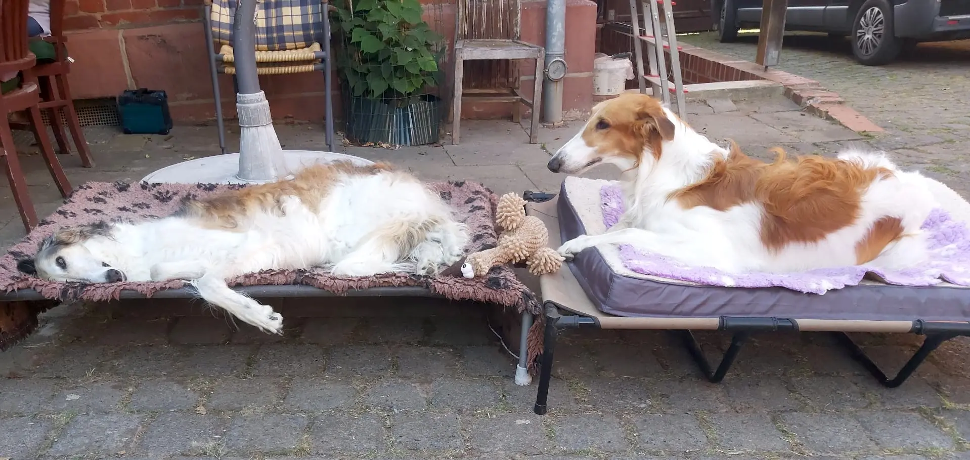 Besuch von Zoi’s Beau Tristen bei Stepun’s Gwinija