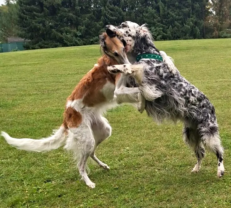 Tosca & Tizian – Ein ungleiches Dream-Team